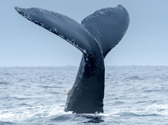 Les baleines de la baie de Samana